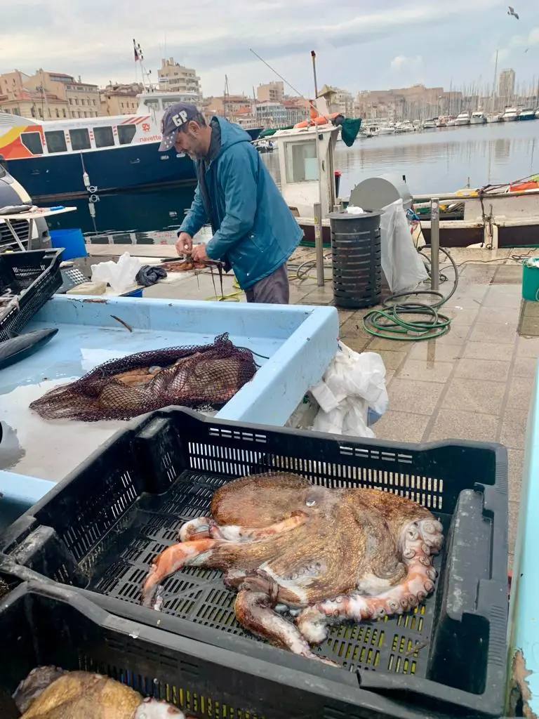 Oktopus und frischer Fisch auf dem Morgenmarkt am Vieux-Port
